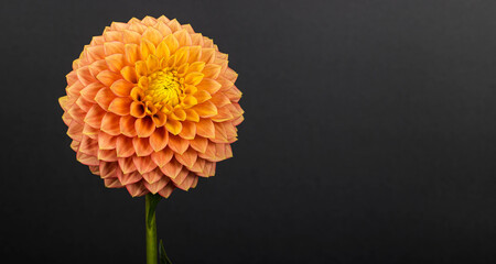 Exotic dahlia flower isolated on black background