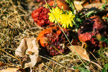 Closeup of rotting apples falling on the ground from the tree in the French countryside in Autumn