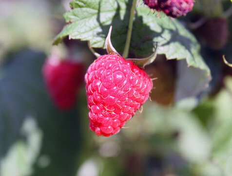 raspberry berry hanging on a branch, on a blurred background, healthy food