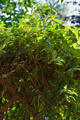 green climber on a wooden pergola