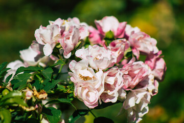 Closeup of roses growing in the countryside of Reims in France in Autumn