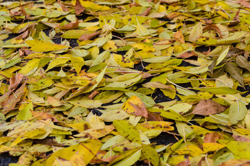 Yellow fallen autumn leaves on ground surface. Natural backround with limited depth of field.