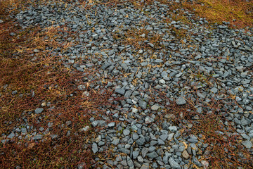 Wild plant knotweed. Weed highlander bird sprouted through crushed stone at autumn time.