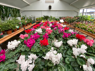 Spring greenhouse full of colorful flowers ready for Business.