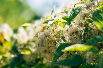 Closeup of wild plants growing in the French countryside in Autumn