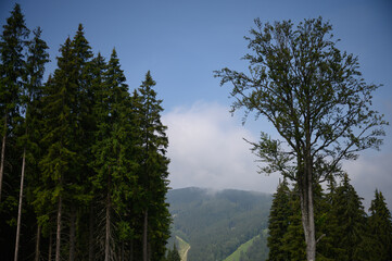 Carpathian mountains summer landscape with sun and alpine pines. Sunny sky with clouds