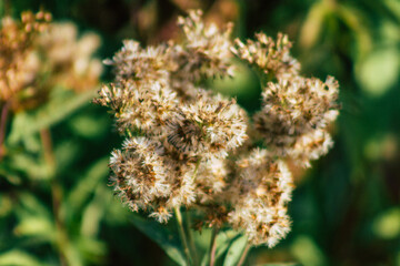 Closeup of wild plants growing in the French countryside in Autumn