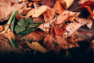 Lots of autumn leaves close-up, desktop background. Below is a strip with a reflection of the leaves, like a mirror view. Yellow, green, orange, and brown leaves from trees.