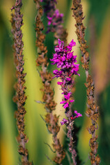 Closeup of wild water plants growing in a pond in the French countryside in Autumn