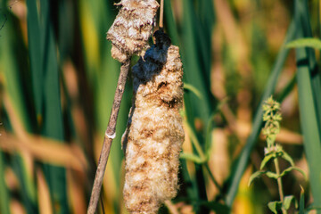 Closeup of wild water plants growing in a pond in the French countryside in Autumn