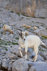 Naklejka premium Cabra montesa en Picos de Europa