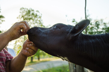 Naklejka premium a man feeds a cow. Agriculture. livestock. feeding cattle. farming.