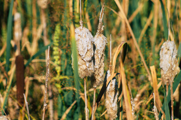 Closeup of wild water plants growing in a pond in the French countryside in Autumn