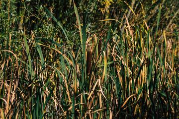 Closeup of wild water plants growing in a pond in the French countryside in Autumn
