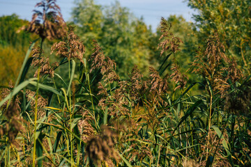 Closeup of wild water plants growing in a pond in the French countryside in Autumn