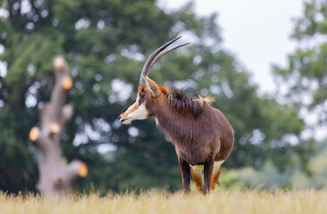 Selective focus shot of an antelope in a green field