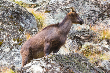 Mountain goat on the rocks. Nepal