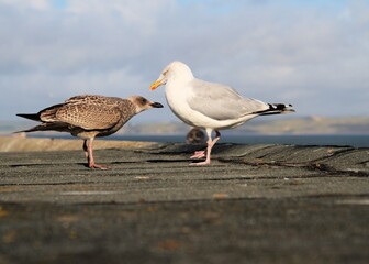 seagull on the beach