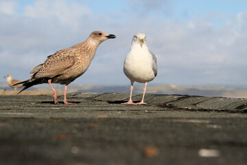 seagull on the beach