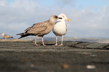 seagull on the pier