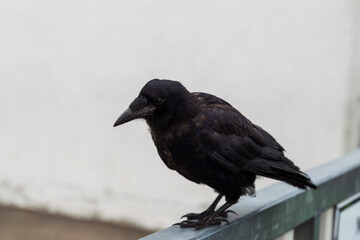 Crow on a metal fence