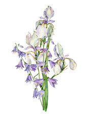 Bouquet of watercolor irises and bellflowers on a white background