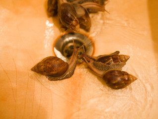 real buth tube sink with rust and lot of big snails, nobody farm concept