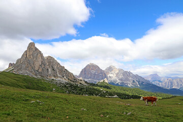 Fototapeta na wymiar Zwei Simmentaler Rinder auf einer Bergwiese auf dem Passo di Giau in den Dolomiten in Südtirol Italien
