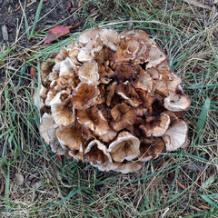 Edible honey mushrooms growing in neighborhood lawn.