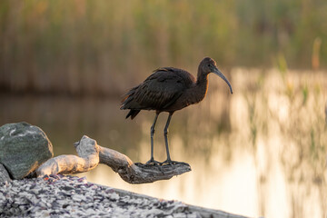Close up of Glossy Ibis (Plegadis falcinellus)