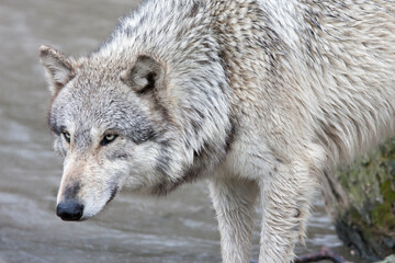 Grey Wolf Intensity as Shown in a Portrait
