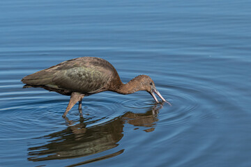 Close up of Glossy Ibis (Plegadis falcinellus)