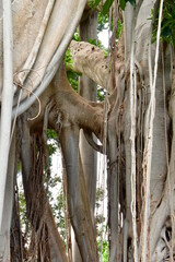 ÁRBOL CON RAICES AÉREAS