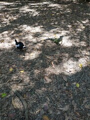 Iguana