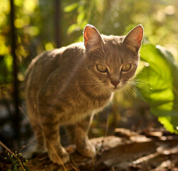 house cat running around the yard