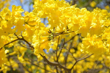 Ippe Amarello in full bloom
