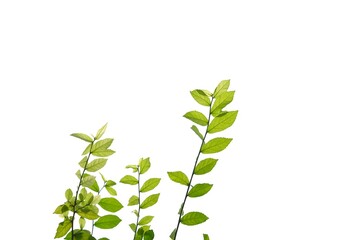 Young tropical plant with leaves branches on white isolated background for green foliage backdrop