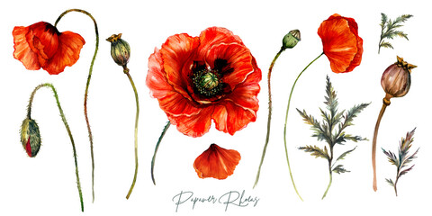 Collection of Red Poppies Watercolor Flowers - 377985114