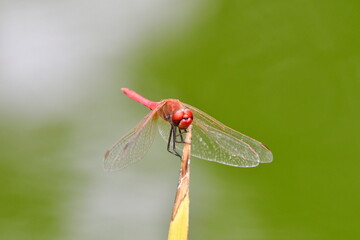 LIBÉLULA
