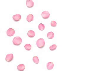 In selective focus a group of sweet pink rose corollas on white isolated background with softly style and copy space 