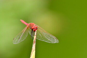 LIBÉLULA