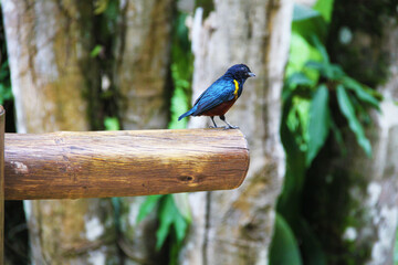 Blue Bird