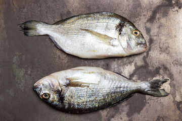 Raw dorado fish. Metal background with rust.