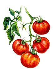 Watercolor Illustration of Ripe Red Tomatoes - 377985386