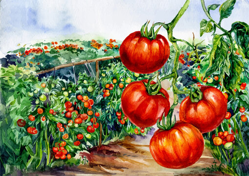 Watercolor Illustration of Tomatoes Fields
