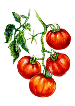 Watercolor Illustration of Ripe Red Tomatoes