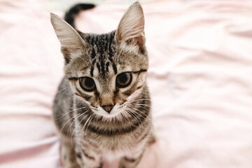 Gray striped tabby kitten playing on the bed. Young short-haired cat lying on a pink plaid.