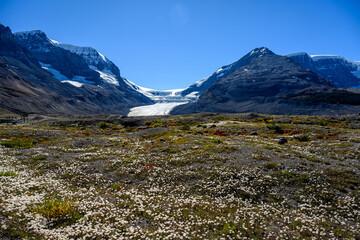 Fototapeta na wymiar The spectacular panorama, the dramatic mountain terrain and the fall color of high alpine flora give the Athabasca Glacier along the Columbia Icefield a heavenly beauty