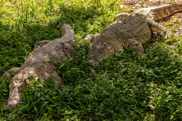 alligator in the swamp