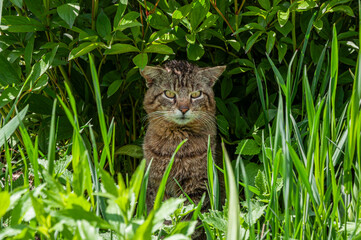 Adult tiger cat in green grass with a harsh facial expression in summer afternoon. The cat is...